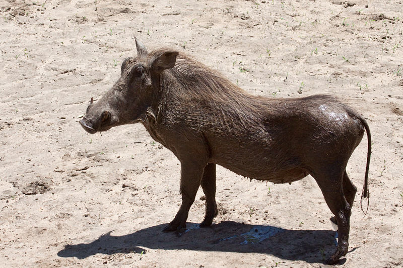 Warthog, Kumasinga Waterhole, Mkuze Game Reserve, iSimangaliso Wetland Park, KwaZulu-Natal, South Africa