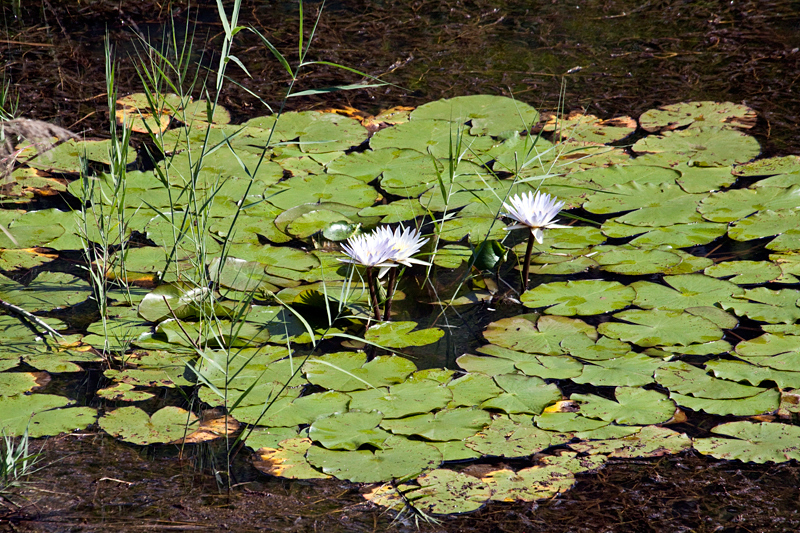 Water Lilies, Rust de Winter Area, South Africa