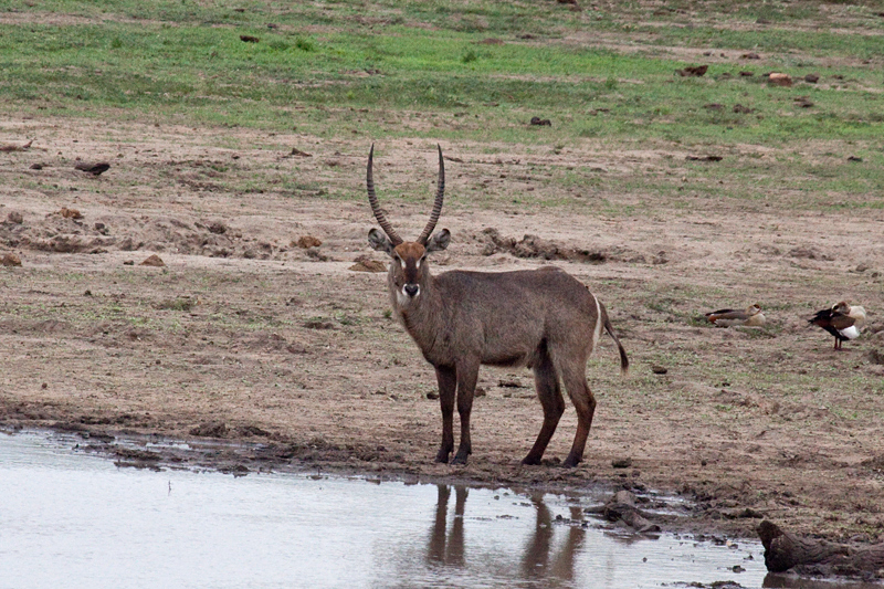 Male Waterbuck, En Route Skukuza to Olifant's Rest Camp, Kruger National Park, South Africa