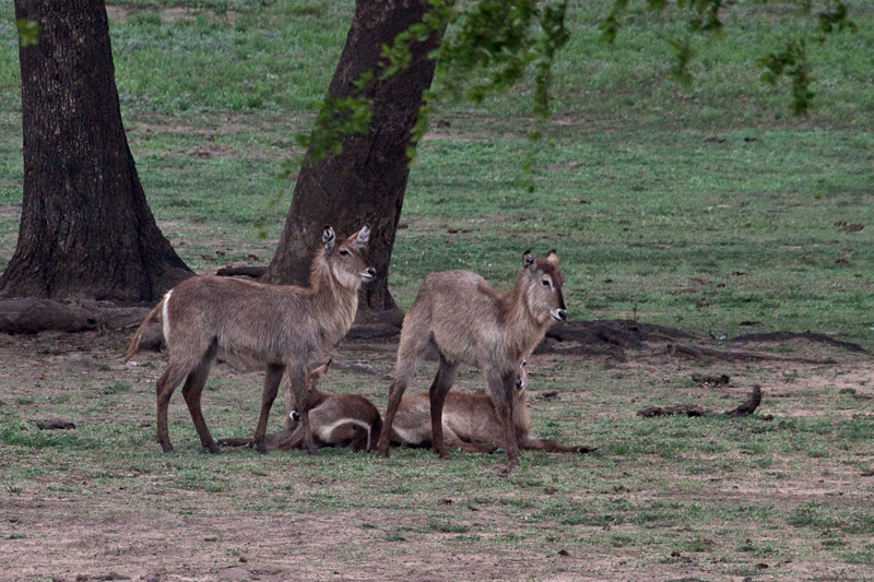 Female Waterbucks, En Route Skukuza to Olifant's Rest Camp, Kruger National Park, South Africa