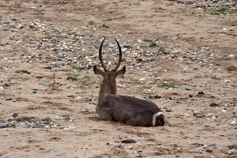 Male Waterbuck, En Route Olifant's to Satara Rest Camp, Kruger National Park, South Africa