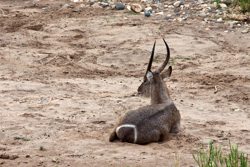 Male Waterbuck, En Route Olifant's to Satara Rest Camp, Kruger National Park, South Africa