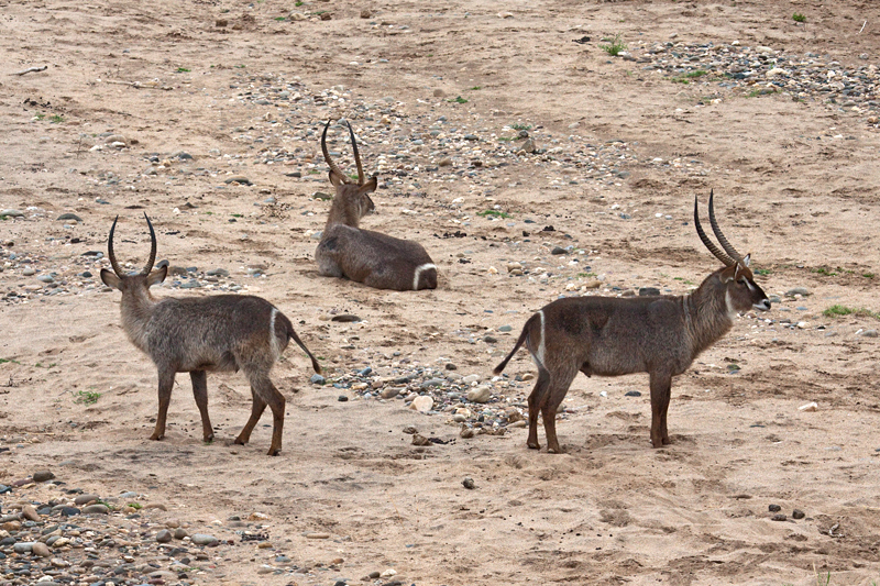 Male Waterbuck, En Route Olifant's to Satara Rest Camp, Kruger National Park, South Africa