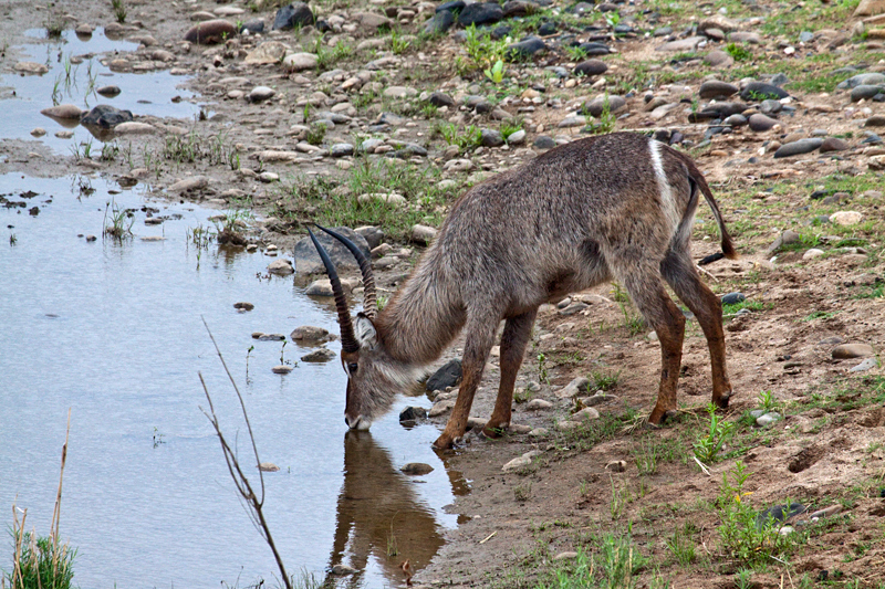 Male Waterbuck, En Route Olifant's to Satara Rest Camp, Kruger National Park, South Africa