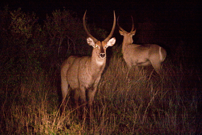 Waterbuck, Night Drive out of Satara Rest Camp, Kruger National Park, South Africa