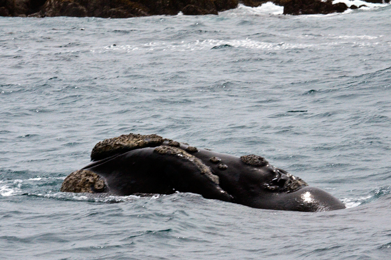 Southern Right Whales, Kleinbaai, South Africa