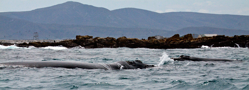 Southern Right Whales, Kleinbaai, South Africa