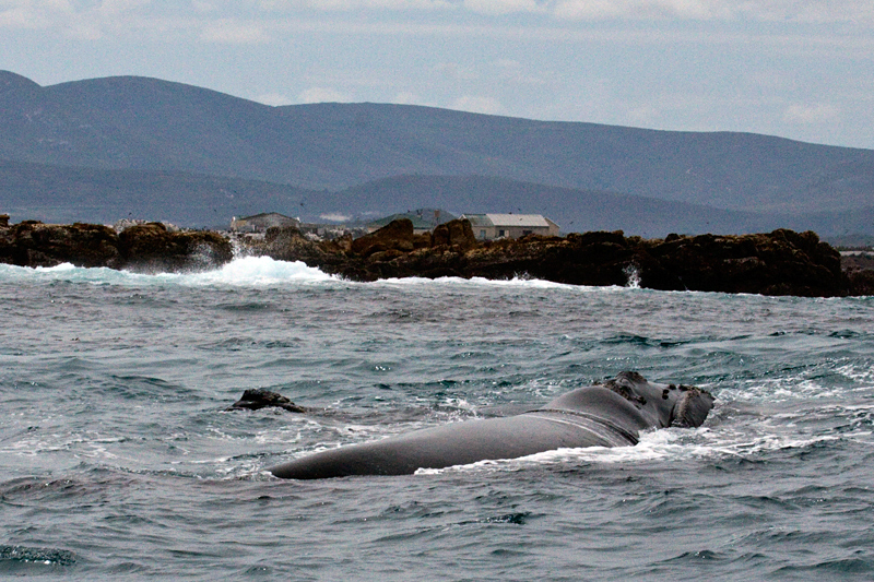 Southern Right Whales, Kleinbaai, South Africa