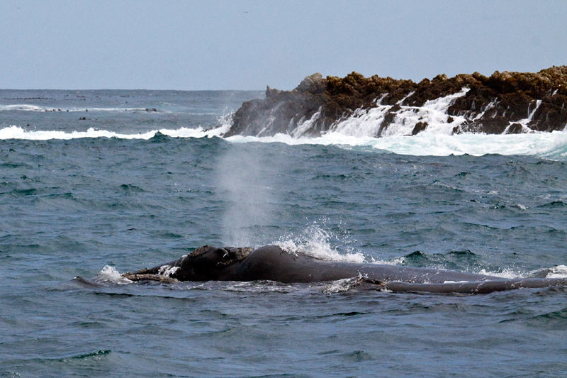 Southern Right Whales, Kleinbaai, South Africa