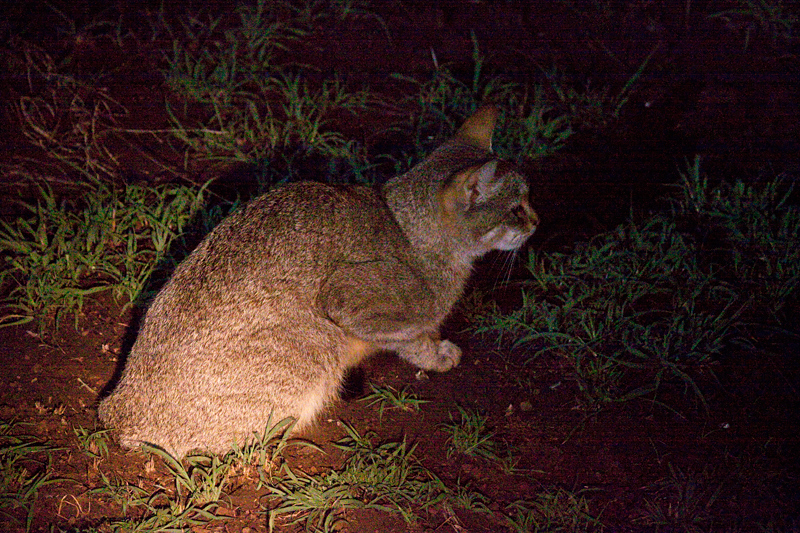 African Wild Cat, Night Drive out of Satara Rest Camp, Kruger National Park, South Africa