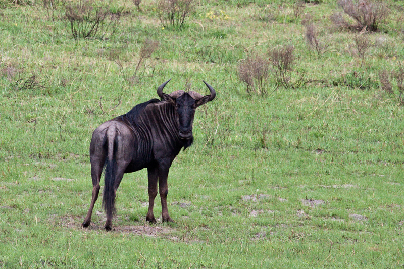 Blue Wildebeest, Cape Vidal, iSimangaliso Wetland Park, KwaZulu-Natal, South Africa