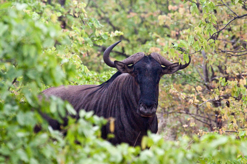 Blue Wildebeest, En Route Letaba to Olifant's Rest Camp, Kruger National Park, South Africa