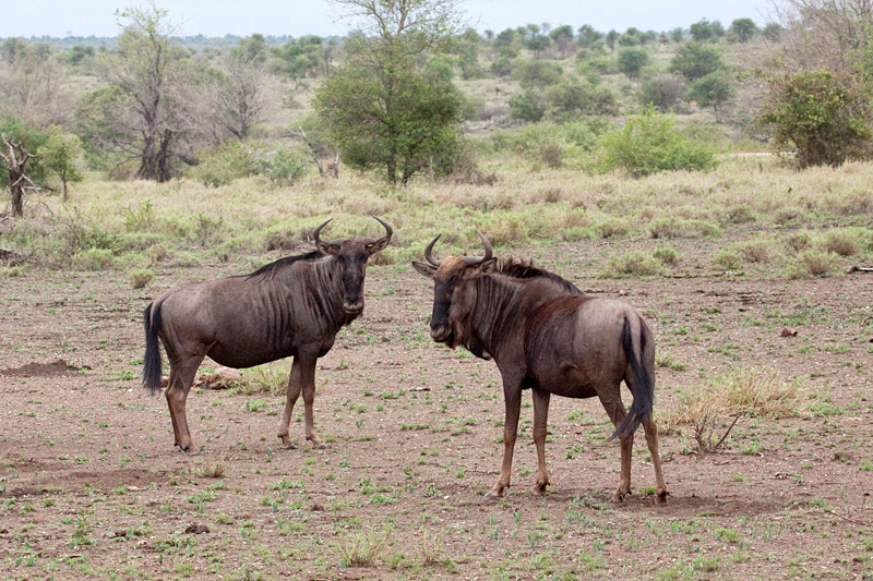 Blue Wildebeest, En Route Olifant's to Satara Rest Camp, Kruger National Park, South Africa