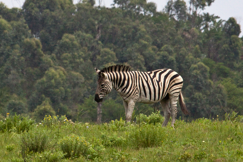 Burchell's Zebra, Amatikulu Nature Reserve, KwaZulu-Natal, South Africa