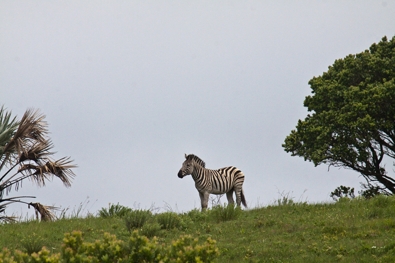 Burchell's Zebra, Amatikulu Nature Reserve, KwaZulu-Natal, South Africa