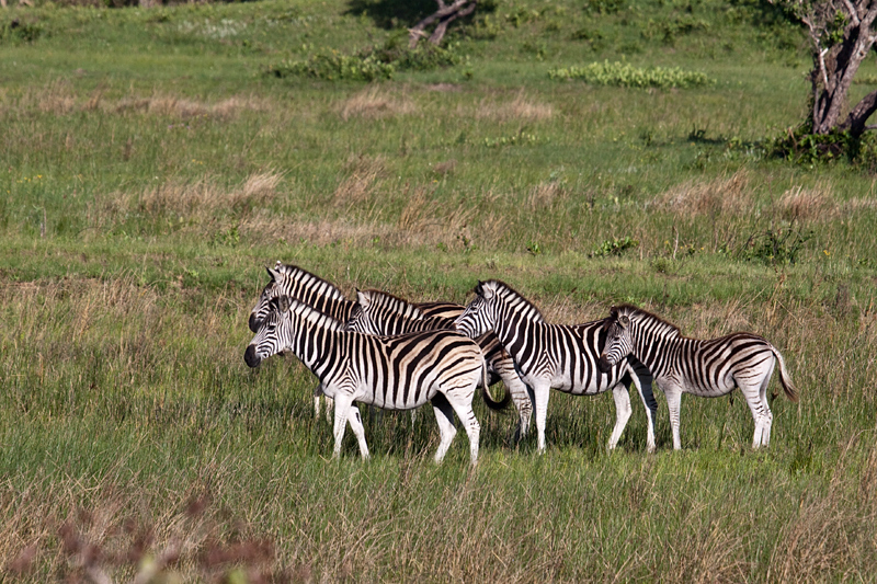 Burchell's Zebra, Cape Vidal, iSimangaliso Wetland Park, KwaZulu-Natal, South Africa