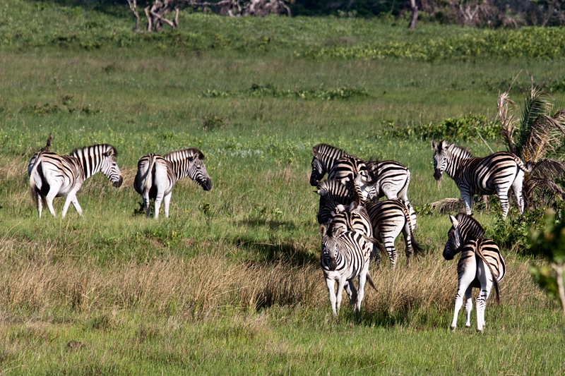 Burchell's Zebra, Cape Vidal, iSimangaliso Wetland Park, KwaZulu-Natal, South Africa