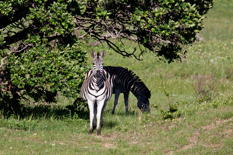 Burchell's Zebra, Cape Vidal, iSimangaliso Wetland Park, KwaZulu-Natal, South Africa