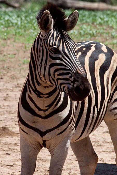 Burchell's Zebra, Kumasinga Waterhole, Mkuze Game Reserve, iSimangaliso Wetland Park, KwaZulu-Natal, South Africa