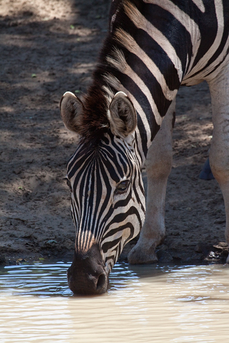 Burchell's Zebra, Kumasinga Waterhole, Mkuze Game Reserve, iSimangaliso Wetland Park, KwaZulu-Natal, South Africa