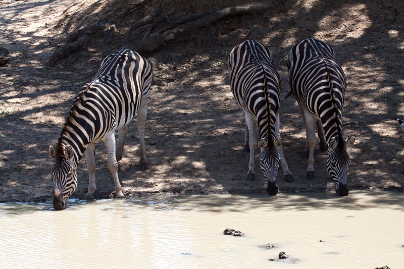 Burchell's Zebra, Kumasinga Waterhole, Mkuze Game Reserve, iSimangaliso Wetland Park, KwaZulu-Natal, South Africa