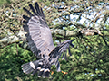 African Harrier-Hawk, Big Marsh, Ndutu Area, Tanzania