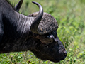 African Buffalo, Tanzania