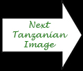 Tawny Eagle, Game Drive, Tarangire NP, Tanzania