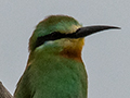 Blue-cheeked Bee-eater, Game Drive, Tarangire NP, Tanzania