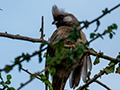 Bare-faced Go-away-bird, Lemiani Circuit Tarangire NP, Tanzania