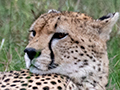 Cheetah, Serengeti NP, Tanzania