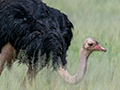 Common Ostrich, Game Drive, Tarangire NP, Tanzania