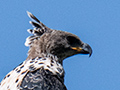 Crowned Eagle, Arusha National Park, Tanzania