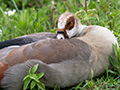 Egyptian Goose, Ngorongoro Crater, Tanzania