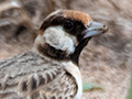 Fischer's Sparrow-Lark, Lemiani Circuit Tarangire NP, Tanzania