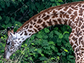 Masai Giraffe, Small Serengeti, Tarangire NP, Tanzania