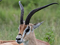 Grant's Gazelle 2, Ngorongoro Crater, Tanzania