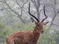 Grant's Gazelle in the Rain, Small Serengeti, Tarangire NP, Tanzania