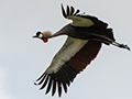 Gray Crowned-Crane, Arusha National Park and Lake Manyara NP, Tanzania