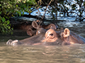 Hippopotamus, Drive Through the Central Serengeti, Tanzania