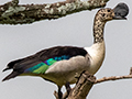 Knob-billed Duck, Game Drive, Tarangire NP, Tanzania