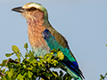 Lilcac-breasted Roller, Tarangire NP, Tanzania