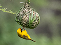 Nesting Lesser-Masked-Weaver, Game Drive, Tarangire NP, Tanzania