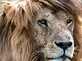Lion, Drive Through the Central Serengeti, Tanzania