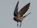 Lesser Striped Swallow, Seronera Area, Serengeti NP, Tanzania