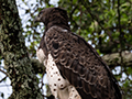 Martial Eagle, Game Drive Tarangire NP, Tanzania