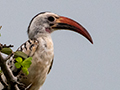 Northerrn Red-billed Hornbill, Mkomazi NP, Tanzania