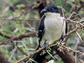 Pied Cuckoo, Small Serengeti, Tarangire NP, Tanzania