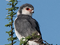 Pygmy Falcon, Seronera Area, Serengeti NP, Tanzania