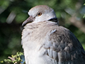 Ring-necked Dove, Big Marsh, Ndutu Area, Tanzania